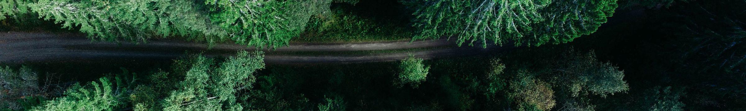 Trees and road